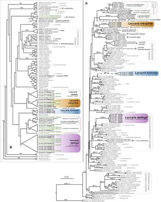 Novel Laccaria Species From Juglandaceae Forest in Panama With Notes on Their Ecology